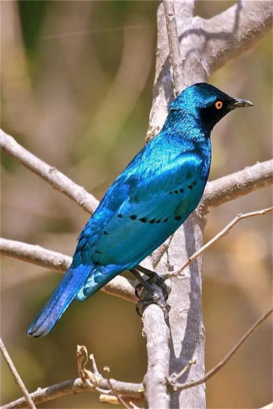 全世界最罕见的鸟,最美的鱼都齐了!大开眼界