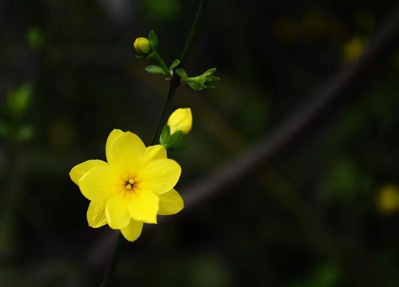 原迎春花古詩詞擷拾賞析