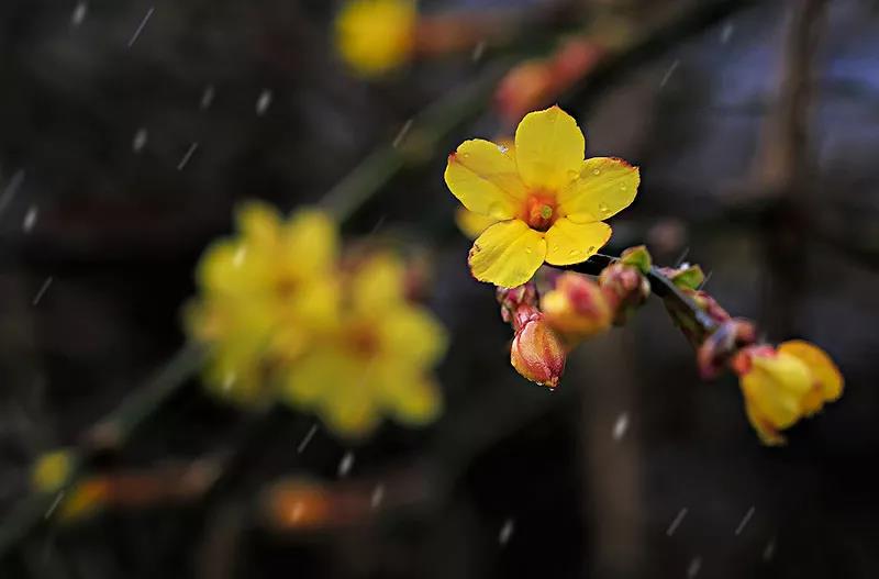 原迎春花古詩詞擷拾賞析