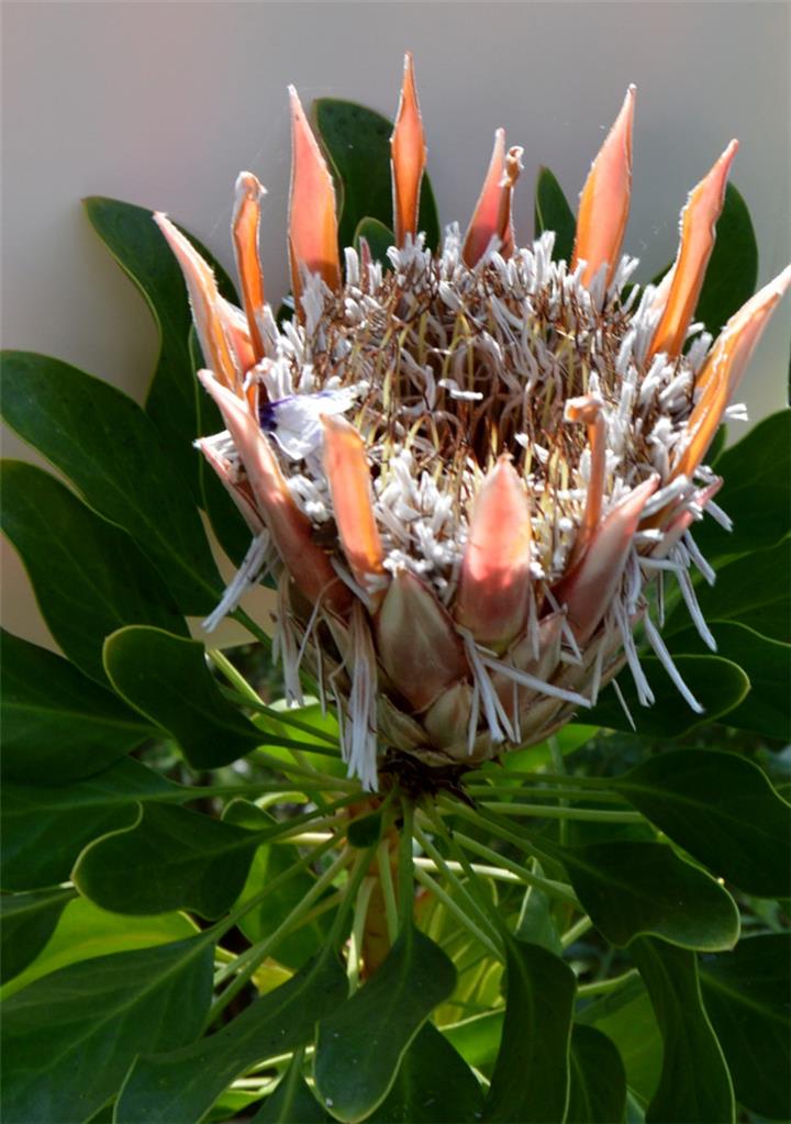 百花园南非帝王花