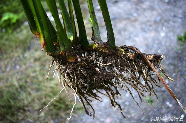 水菖蒲的入药部位为根茎.性味味辛,苦,性温.归经归心,肝,胃经.