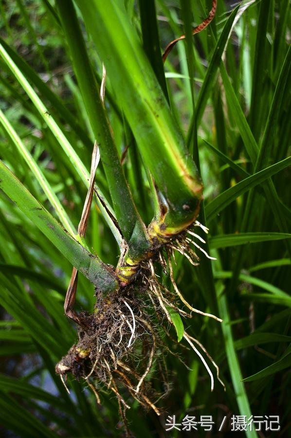 儿时用来做口哨的水菖蒲,有怪异的香味,竟是一味中药材,是治疗痰厥