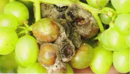 葡萄灰霉病防治图文识别