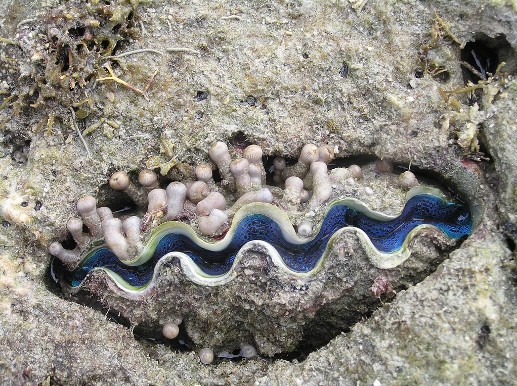 珍稀野生动物蛤蚌专辑