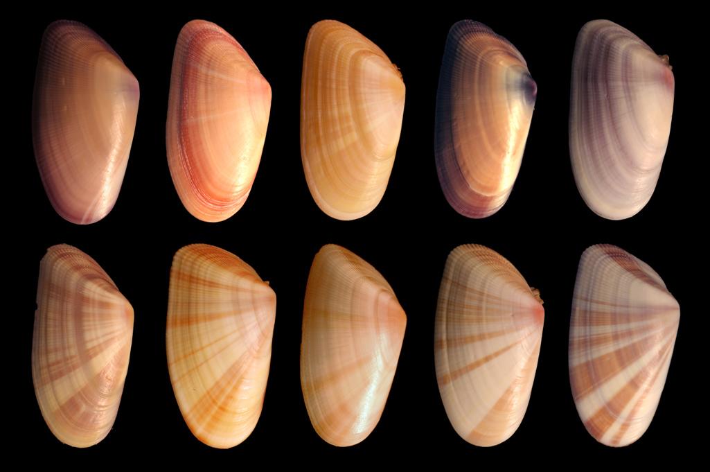 斧蛤属(donax)的种类也常用于肉汤和杂烩,南斧蛤(donax variabilis)长