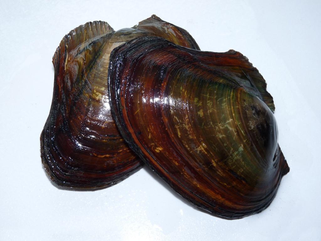 珍稀野生动物蛤蚌专辑