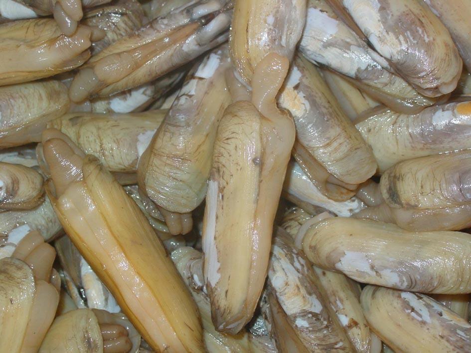 珍稀野生动物蛤蚌专辑