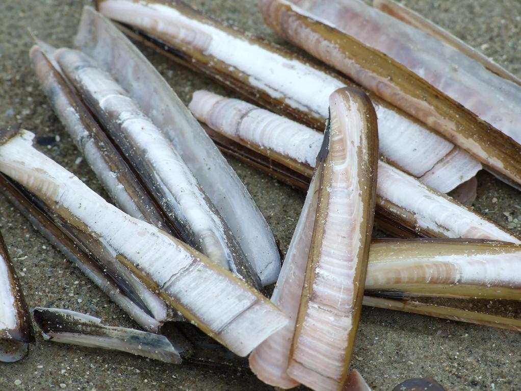 珍稀野生动物蛤蚌专辑