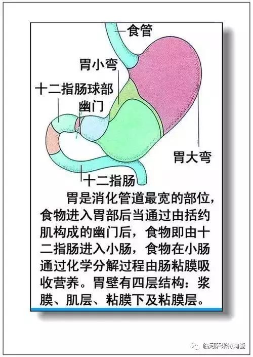 人体内脏器官结构分布图(收藏)