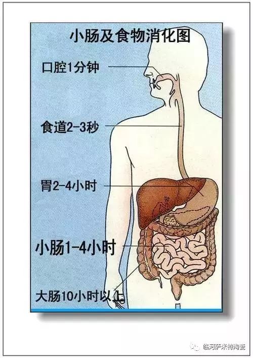 人体内脏器官结构分布图(收藏)