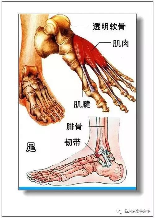 人體內臟分佈概觀簡圖 6.