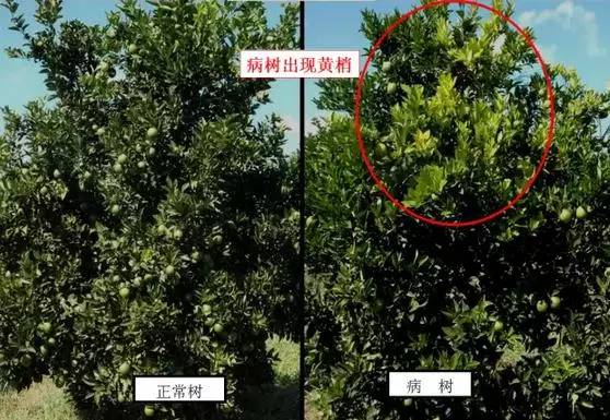 柑橘褐腐病菌图片(柑橘疫菌褐腐病用什么农药防治)