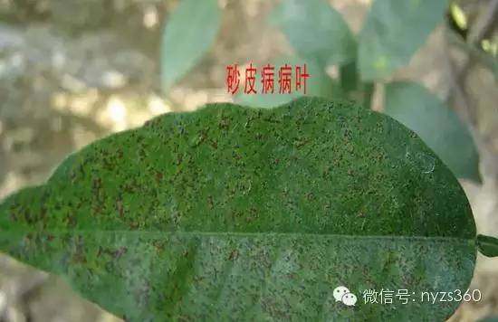 柑橘白粉病的病状有哪些特点图片大全(番茄疫病病害图片)