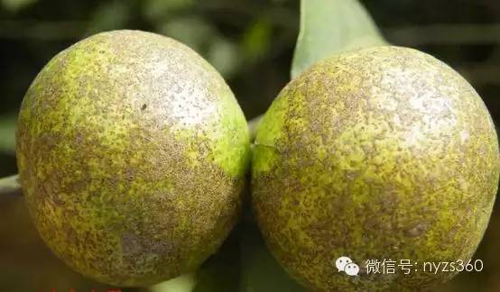 柑橘褐腐病图片高清大图最新版(柑橘褐腐病图片高清大图最新版大全)