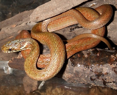 1,东亚腹链蛇:二,无毒蛇10种7,乌苏里蝮:多见于平原,浅丘或低山的杂草