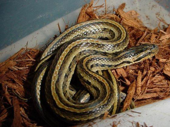 辽宁省蛇的分布