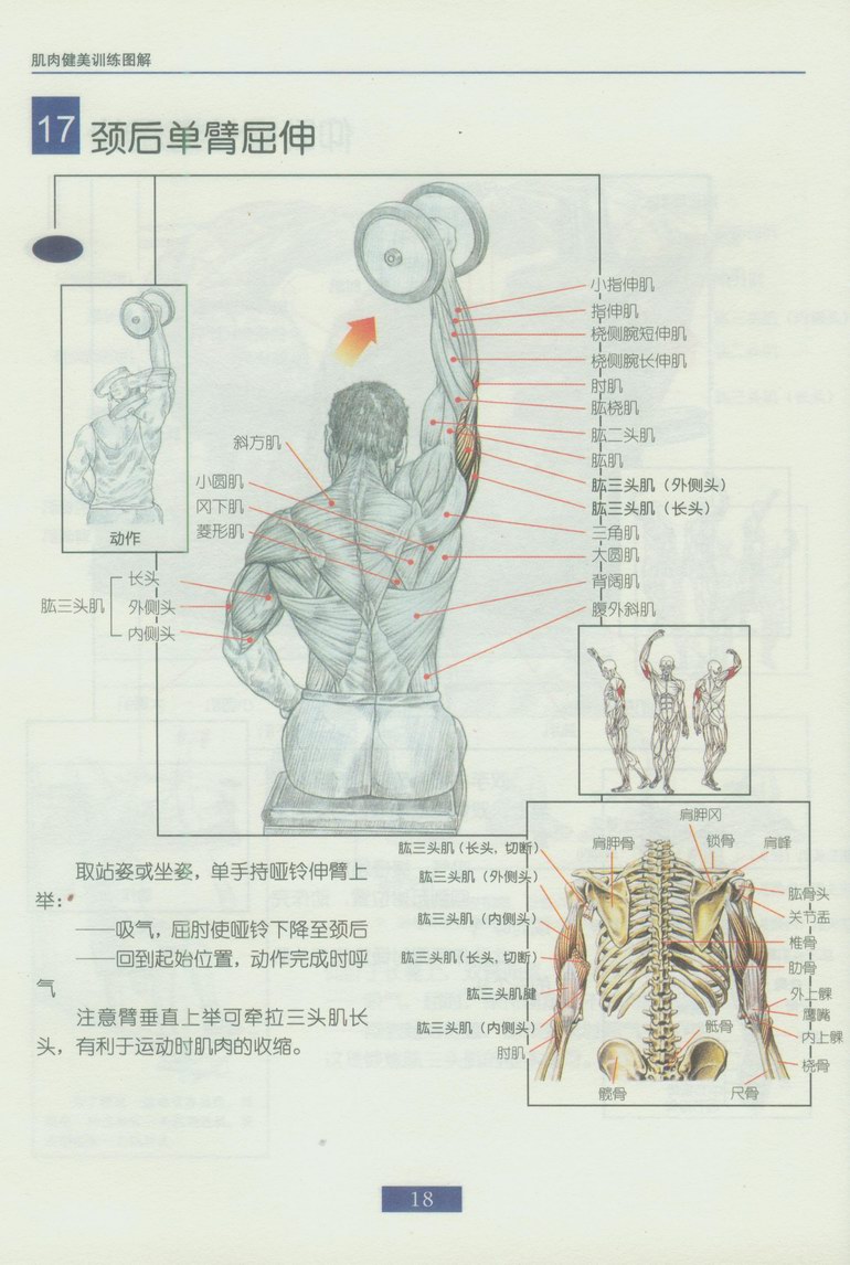 啞鈴鍛鍊方法圖解(一)