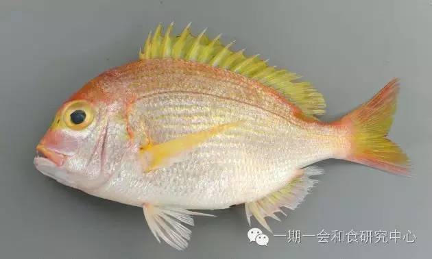 史上最牛的鯛魚大全