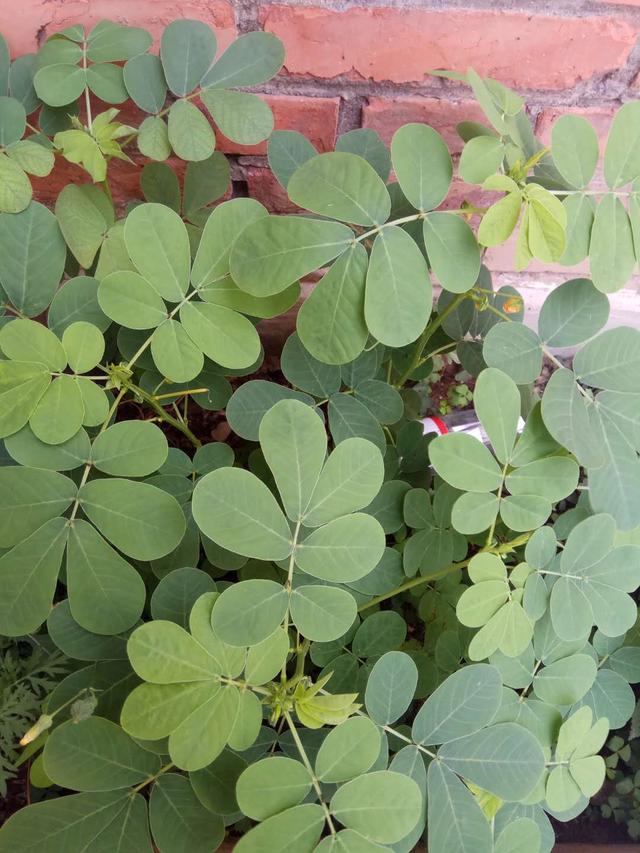 中药科普之决明子