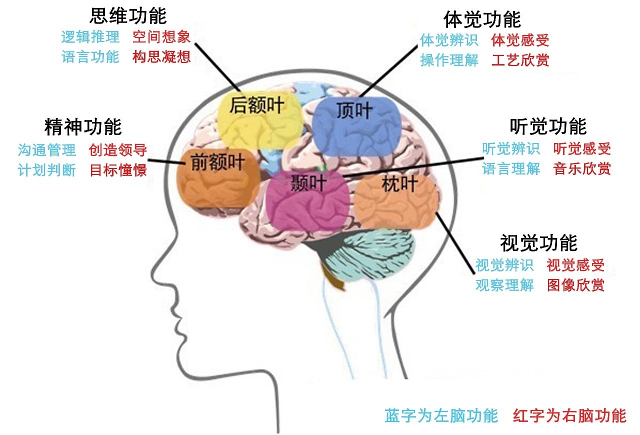 大脑皮层主体分为4部分:额叶,顶叶,枕叶,颞叶.