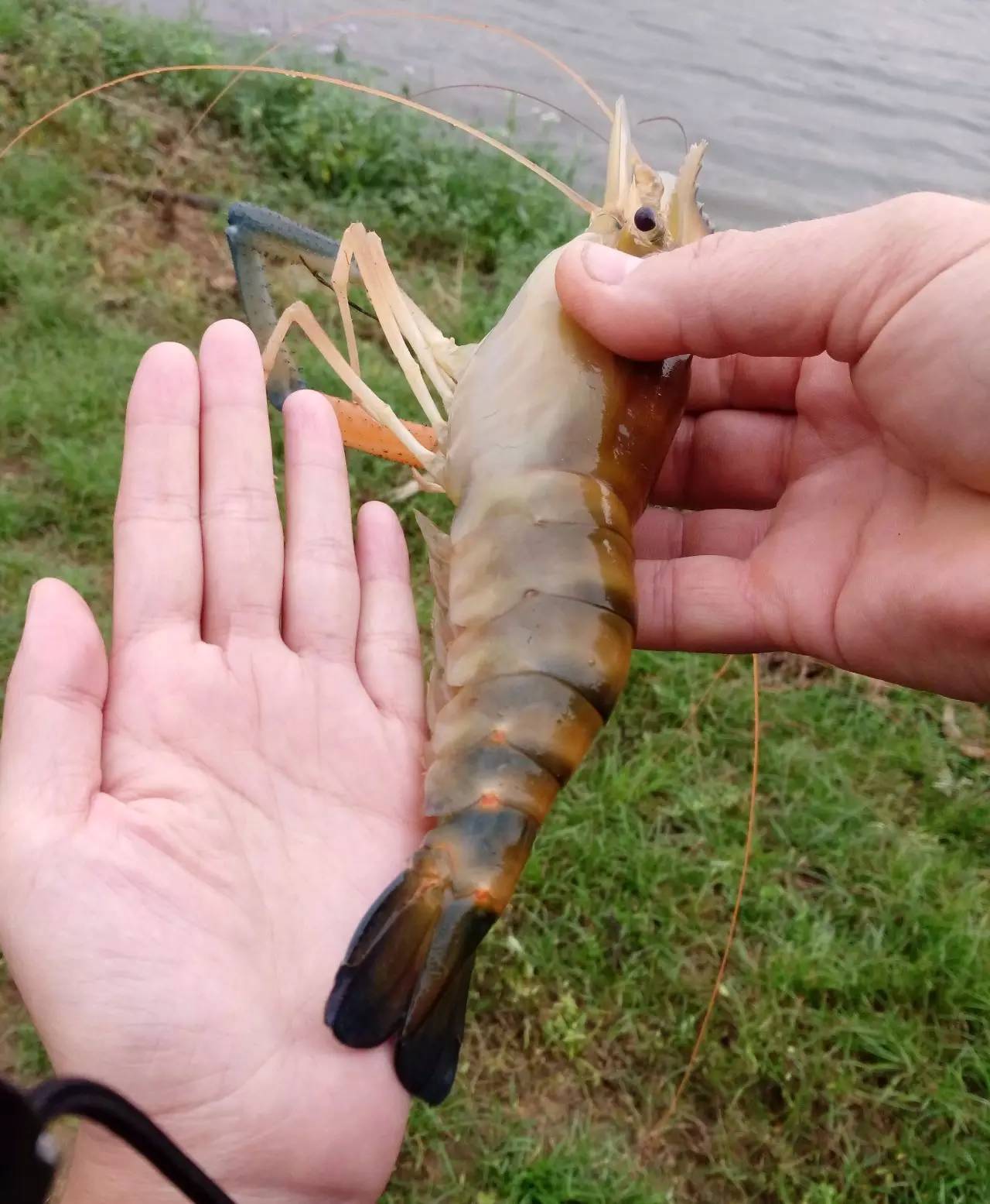 5个月可长至5~6头的全雄罗氏沼虾,来自以色列的技术看到了中国"铁虾"