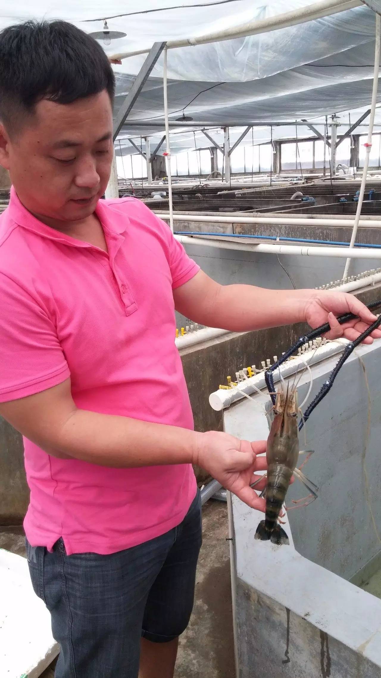 全雄罗氏沼虾比普通的罗氏沼虾大很多,图为养殖11个月的全雄罗虾