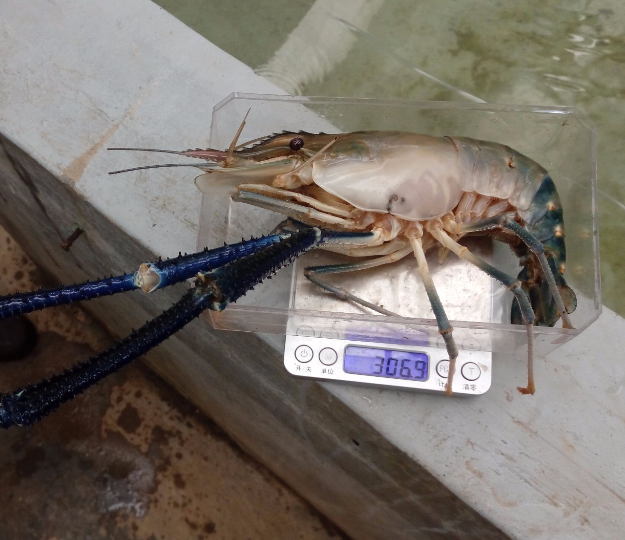 养殖11个月后罗氏沼虾重量高达300多克