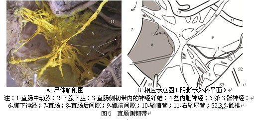 直肠周围筋膜和间隙的环形分布模式的解剖学观察