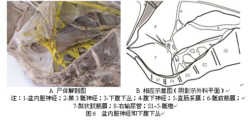 直肠周围筋膜和间隙的环形分布模式的解剖学观察