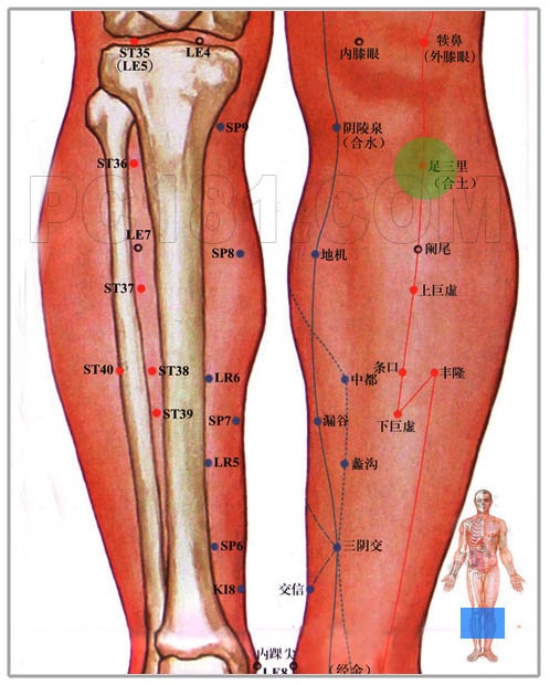 屬於足陽明胃經的合穴,只要對針灸有一點概念的,幾乎每個人都知道