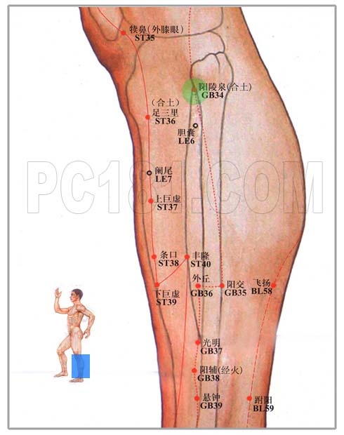 是在胆经的穴道,在臀部腰下头胯的枢纽上侧边,是一个满大的穴道,环跳