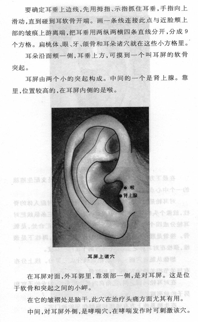 耳背穴位耳垂穴位对耳屏穴位耳屏穴位耳甲腔穴位三角窝穴位对耳轮穴位
