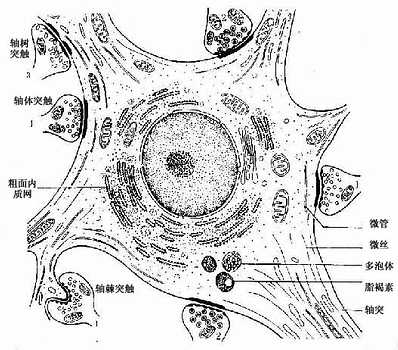 细胞膜神经元的细胞膜是可兴奋膜(excitable membrane),它在接受刺激