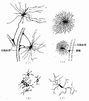 (二)神經元的結構