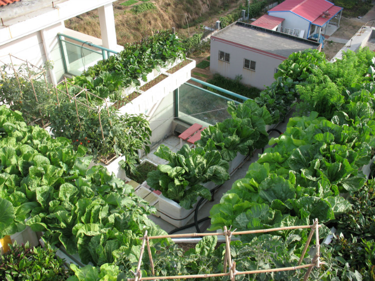 屋顶菜园