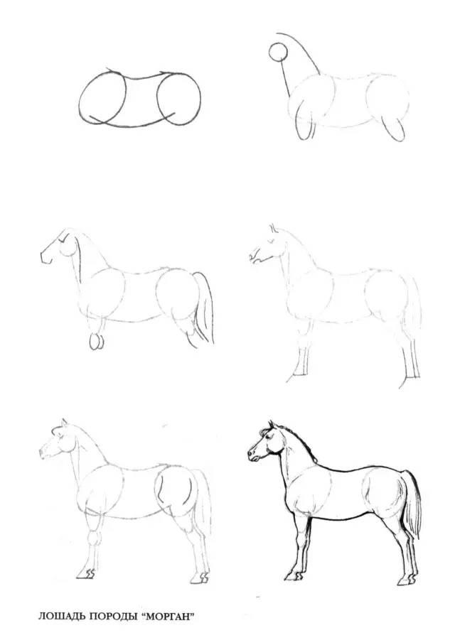 马的简易画法图片