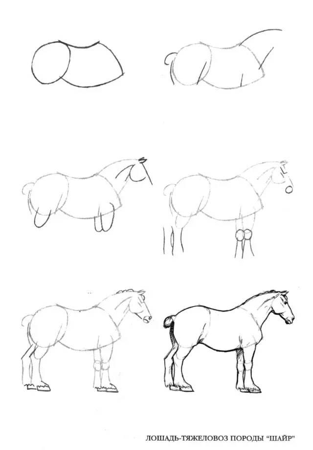 基础50个马画法