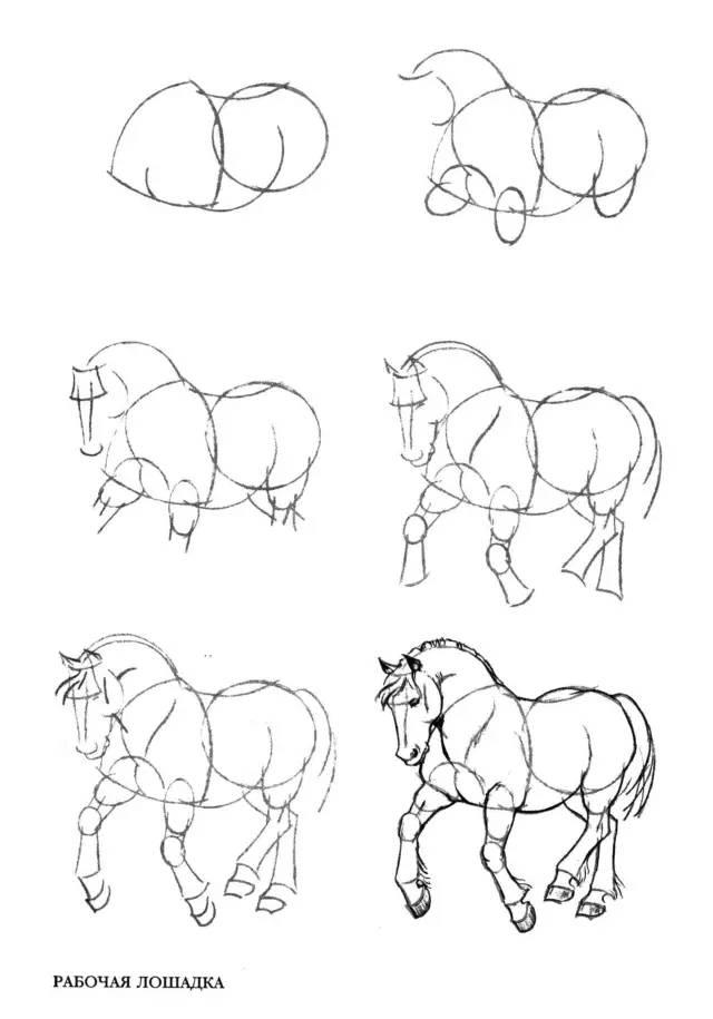 基础50个马画法