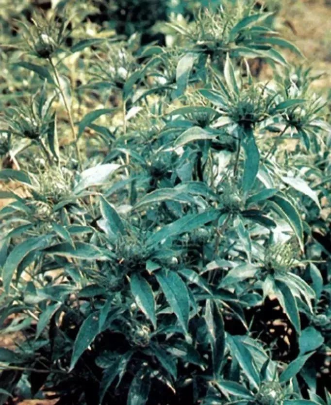 每天最少学一味中药苍术