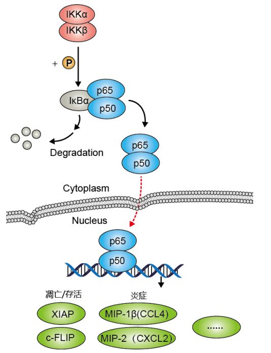 1.  nf-κb信号通路