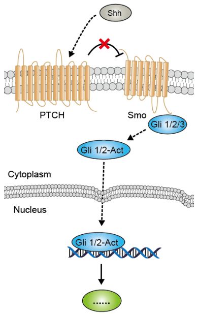 8.hedgehog信号通路