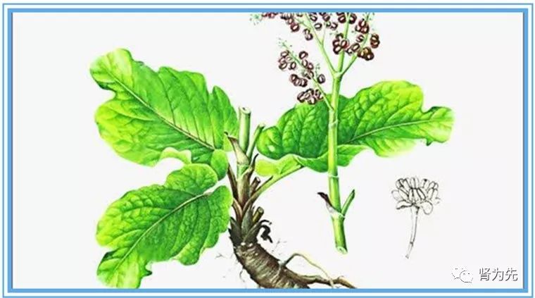 肾衰竭患者必须使用的一味特效中草药疗效确切早用早远离尿毒症