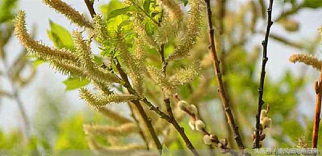 花冊100種花卉植物圖片名稱大全第十冊