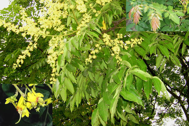 大果榆别名黄榆,山榆,毛榆,芜荑,姑榆,山松榆,白芜荑,扁榆,柳榆,山扁