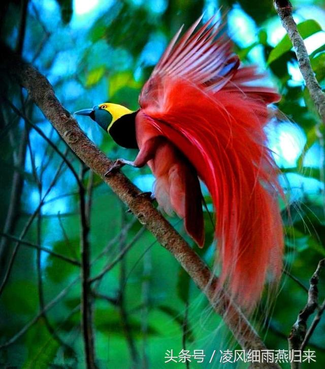 极乐鸟是巴布亚新几内亚的象征,连国旗,国徽,民航客机和各种纪念品上