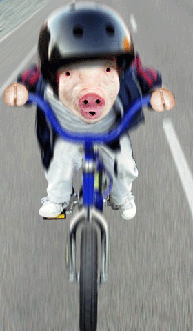 三轮车敲猪头GIF图片