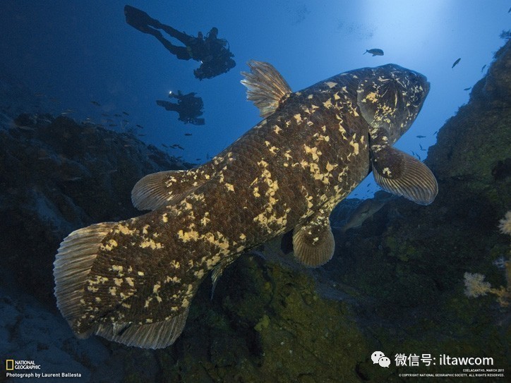 latimeria科: 矛尾鱼科 latimeriidae目: 腔棘目 coelacanthiformes纲