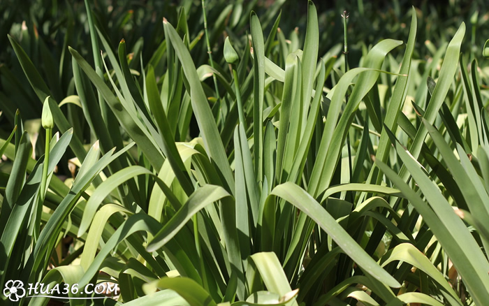 百子莲图片:叶子形态特征百子莲图片:即将绽放文章点评蛛蛛妹关注文章