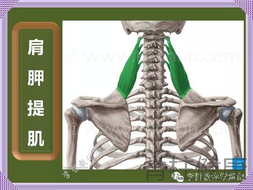 關節本身必須很穩定,這可以由髖關節的結構看出:髖臼本身相當深,股骨