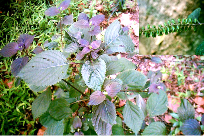 参考配方风寒感冒:紫苏,荆芥,防风,陈皮各1斤,干姜,香葱各半斤,共研细